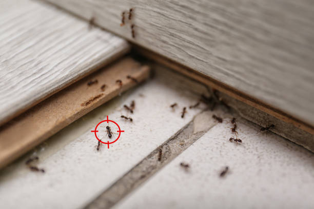 Best Pest Prevention Services  in Rogersville, AL