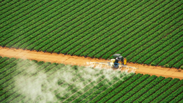 Best Pest Removal Services  in Rogersville, AL